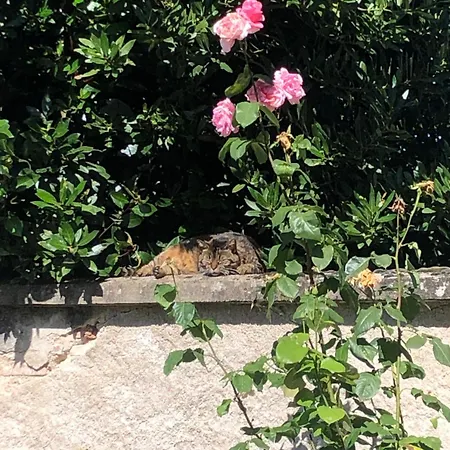 דירה Confort Et Charme Scandinave Avec Terrasse Vichy Cusset